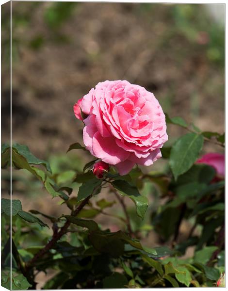 Pink rose with buds Canvas Print by Adrian Bud