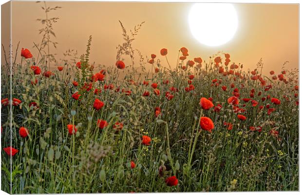 poppy field in the morning Canvas Print by Adrian Bud