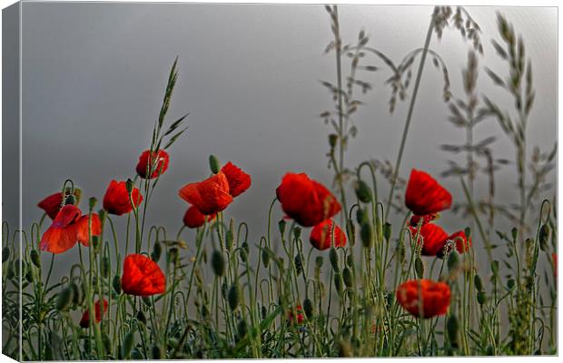 poppy field in the cold morning Canvas Print by Adrian Bud