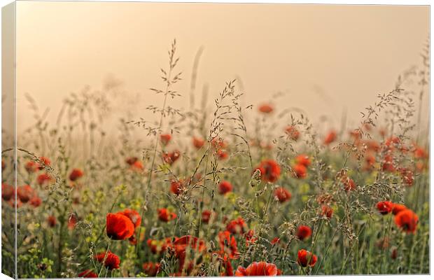 The field of poppies early morning Canvas Print by Adrian Bud