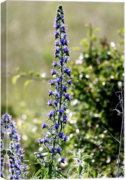 Blue tower flower in the early morning light Canvas Print by Adrian Bud