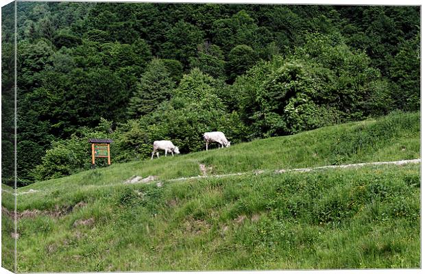 Two cows grazing on the edge of a mountain road Canvas Print by Adrian Bud