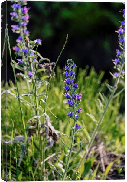 Blue roadside thistle Canvas Print by Adrian Bud