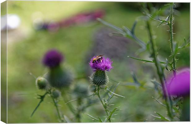 bee visiting roadside thistle Canvas Print by Adrian Bud