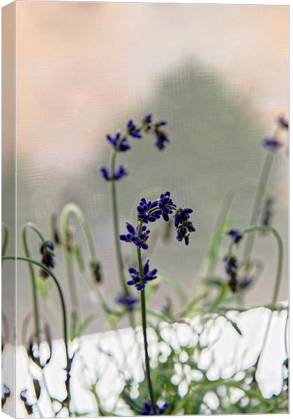 growing lavender vase Canvas Print by Adrian Bud