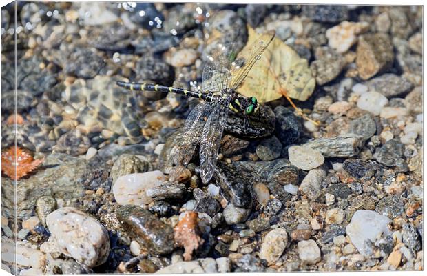 Dragonfly over water Canvas Print by Adrian Bud