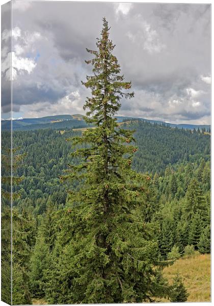 fir tree with cones Canvas Print by Adrian Bud