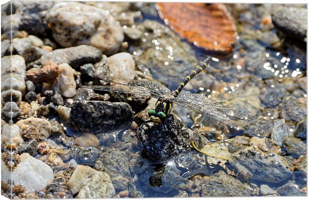 Dragonfly landing on water Canvas Print by Adrian Bud