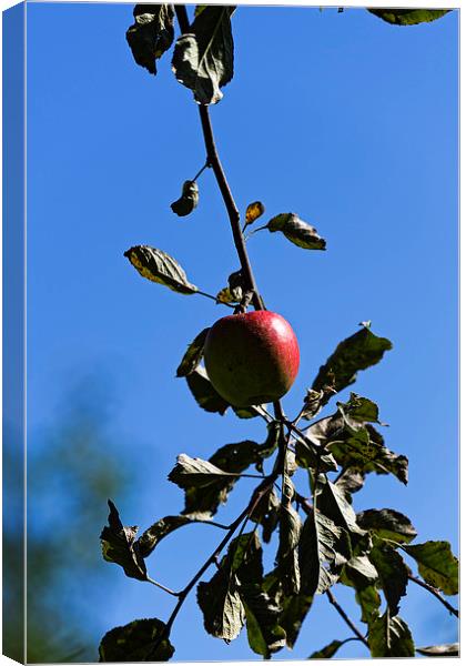Red apple on branch Canvas Print by Adrian Bud