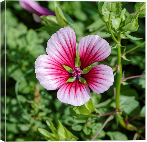 white to pink garden flower Canvas Print by Adrian Bud