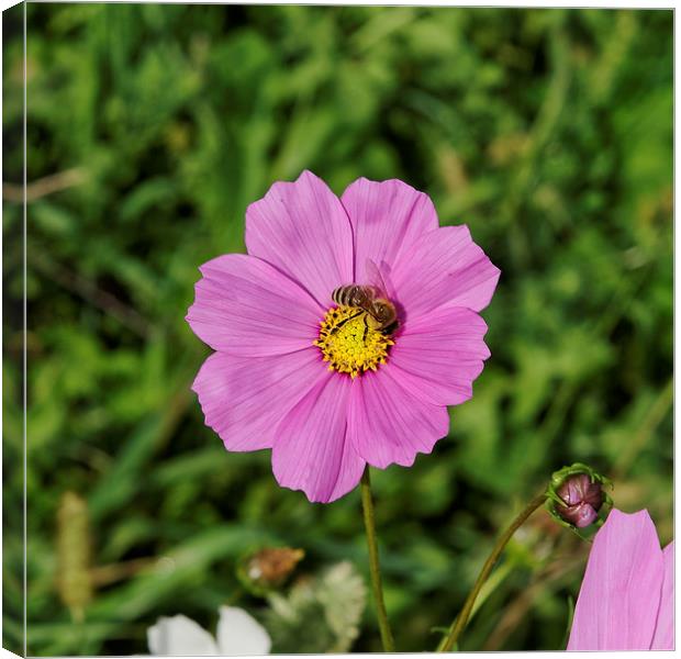 Bee at work on a pink flower Canvas Print by Adrian Bud