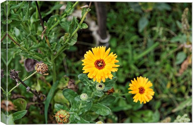 Marigold flowers in garden Canvas Print by Adrian Bud