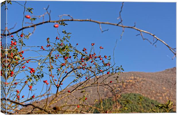 Rosehip on branch with blurred hill background Canvas Print by Adrian Bud