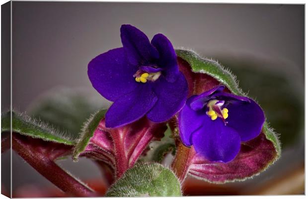 Saintpaulia Parmas Violets Canvas Print by Adrian Bud