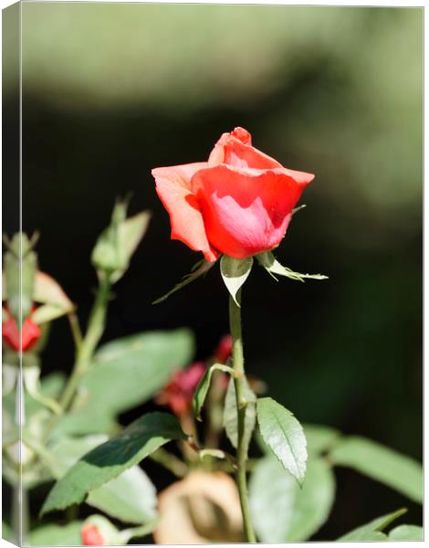 Red Rose Bud Canvas Print by Adrian Bud