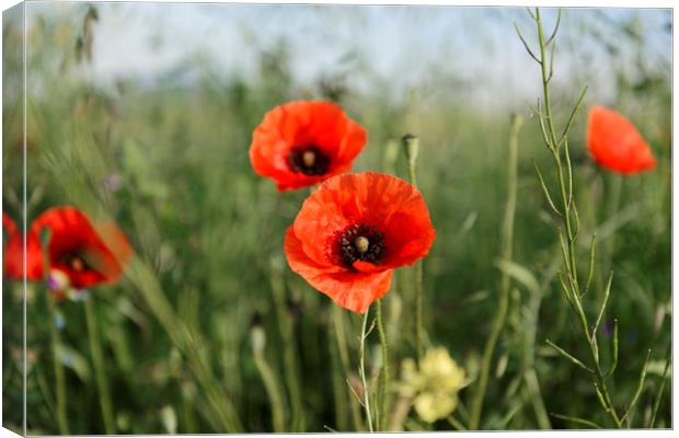 Guarding poppys Canvas Print by Adrian Bud