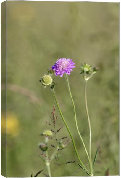 roadside thistle flower Canvas Print by Adrian Bud