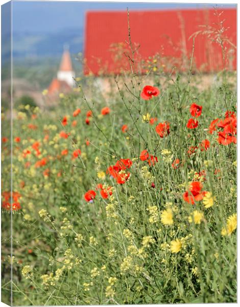 Poppy field near the village Canvas Print by Adrian Bud