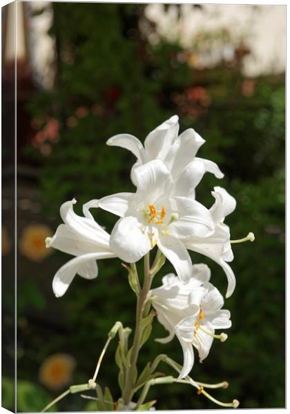 Lily flowers Canvas Print by Adrian Bud