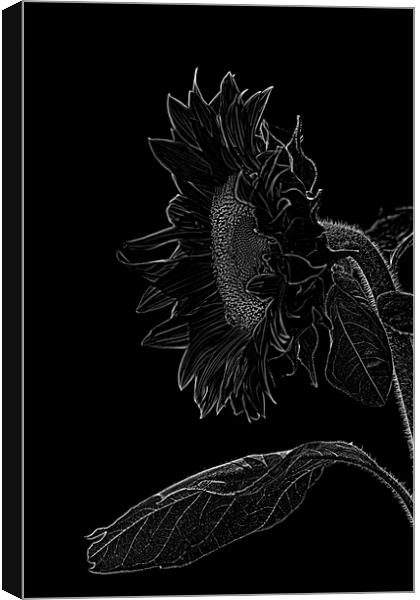 sunflower xxl Canvas Print by Adrian Bud