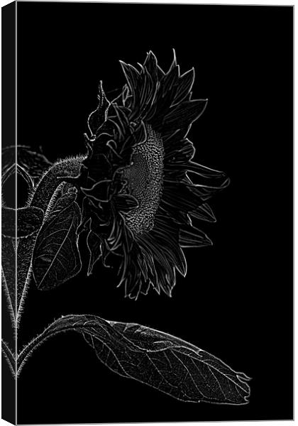 sunflower xxl 2 Canvas Print by Adrian Bud