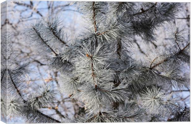 Snowy pine needles Canvas Print by Adrian Bud