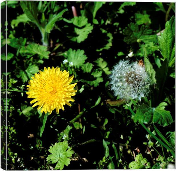 Dandelion two generations Canvas Print by Adrian Bud