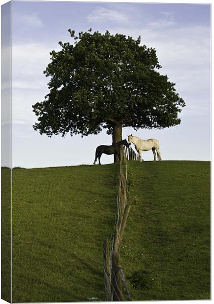 Two Horses Meeting Under A Great Oak Canvas Print by James Lavott