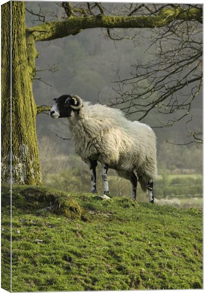 Lost sheep Canvas Print by James Lavott