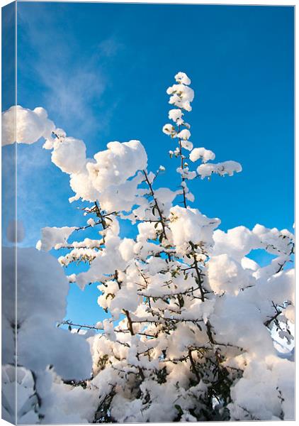 Snow Capped Branches Canvas Print by James Lavott