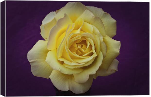 Yellow Rose On Purple Canvas Print by James Lavott