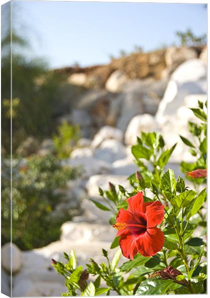 Red Wall Flower Canvas Print by James Lavott