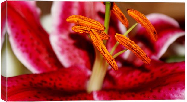 lilly Canvas Print by Bobby Brown