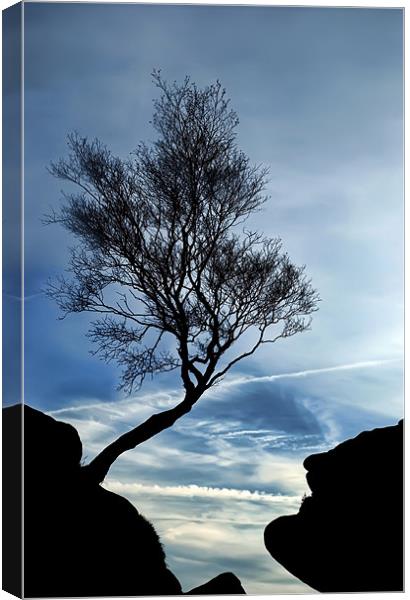 Lonely Tree Canvas Print by Fee Easton