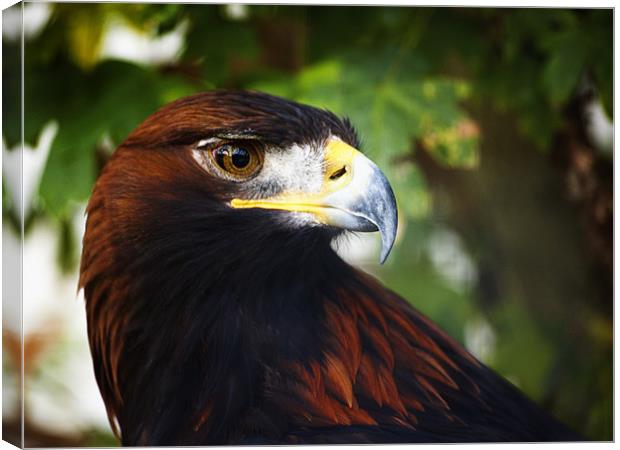 Golden Eagle Canvas Print by Fee Easton