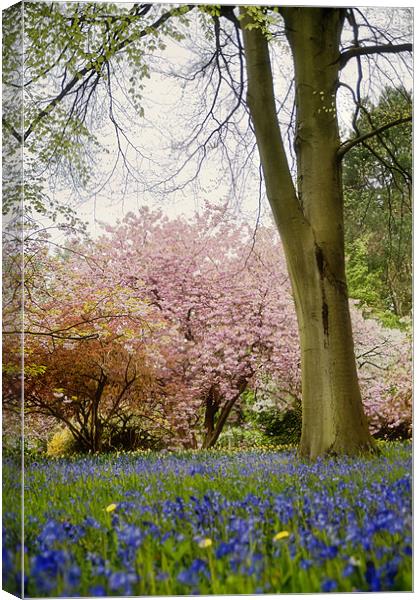 Bluebells and Blossom Canvas Print by Fee Easton