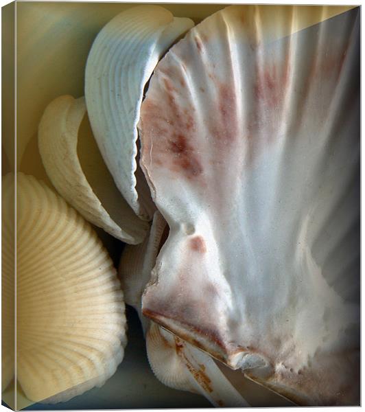 shells Canvas Print by louise harborow