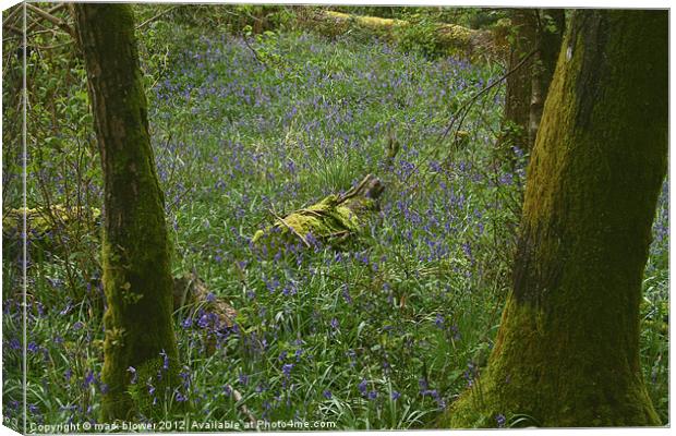 Bluebell wood Canvas Print by mark blower