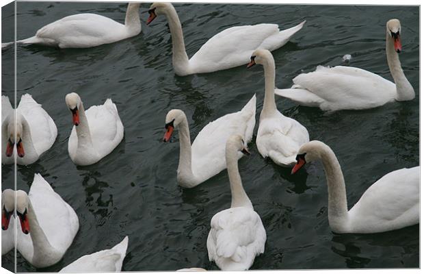 Swans in the docks  Canvas Print by mark blower