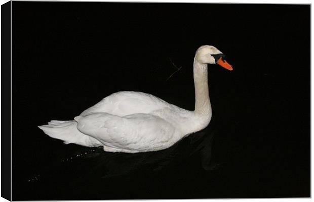swan at night Canvas Print by mark blower