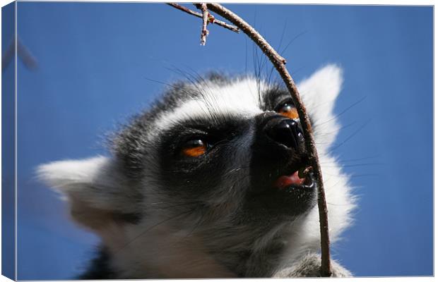 Lemur Canvas Print by mark blower