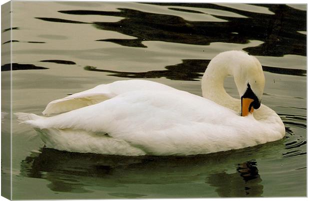 Swan Canvas Print by John Willsher