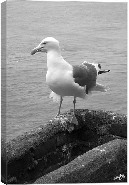 gull on point Canvas Print by Paul Hinchcliffe