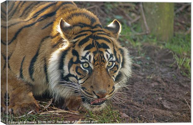 Sumatran Tiger Canvas Print by Darren Smith