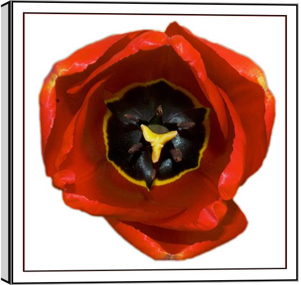 The Tulip Canvas Print by Darren Smith