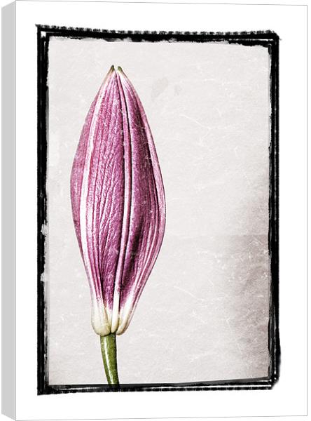 Budding Lily Canvas Print by Darren Smith