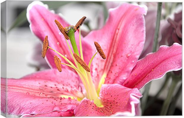 Pink Lily Canvas Print by Darren Smith