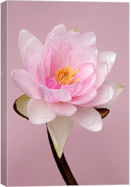 Waterlily Canvas Print by Brian Haslam
