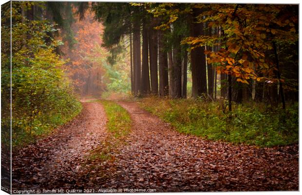 Autumn forest pathway Canvas Print by James Mc Quarrie