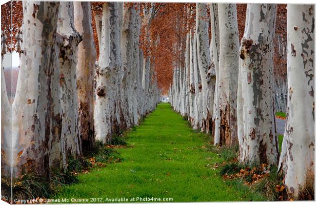 Green pathway with trees Canvas Print by James Mc Quarrie